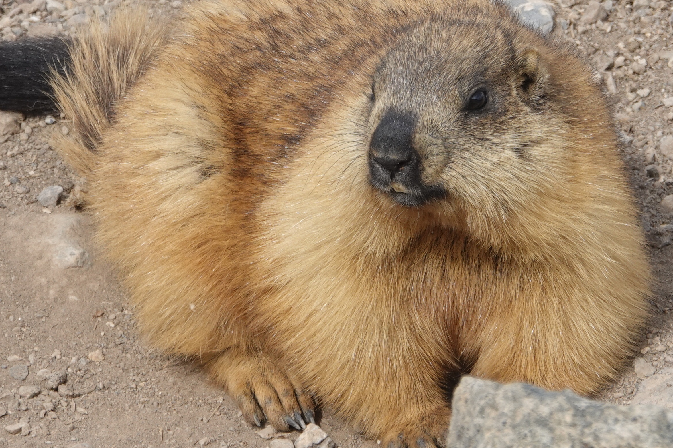 Marmotte du Pamir